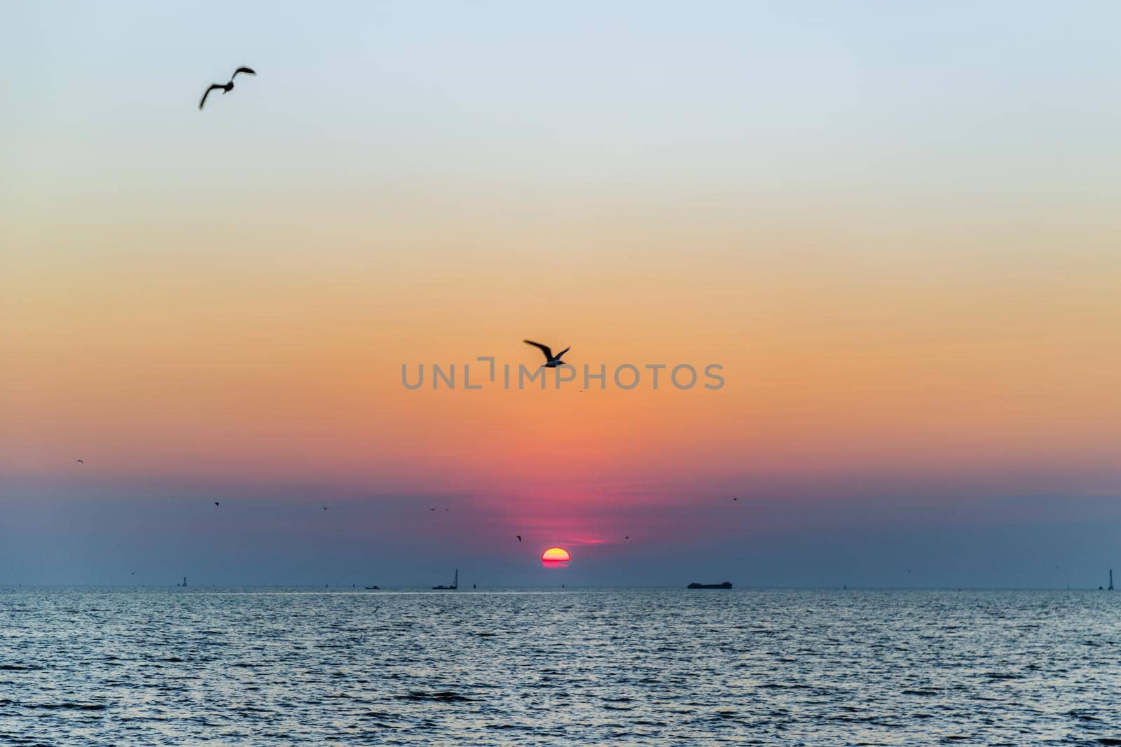 Seagulls flying over the sea on the background of beautiful sunset. Space for text, Selective focus.