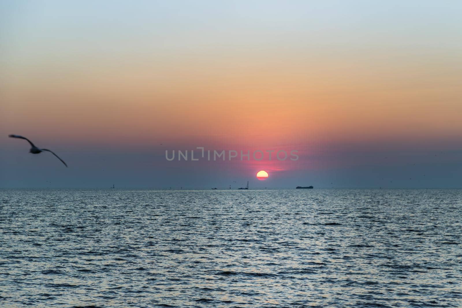 Seagulls flying over the sea on the background of beautiful sunset. Space for text, Selective focus.