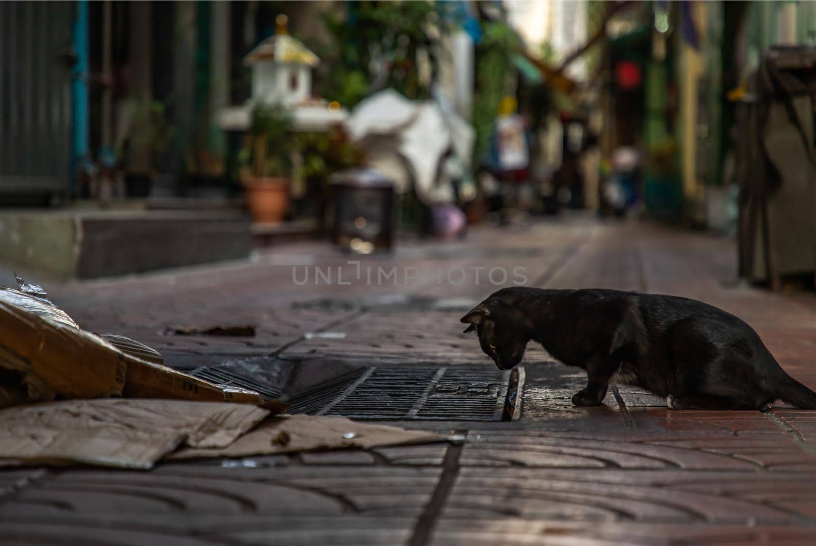 Side view of a Black stray cat looking down into the pipe cover on the stree in alley. Selective focus.