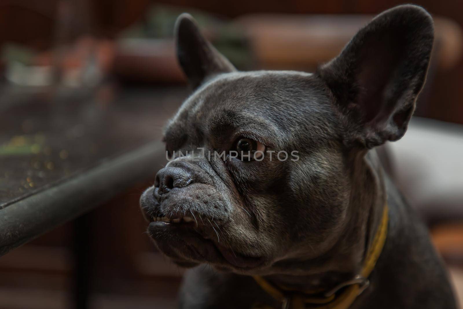 Puppy french bulldog stand on chair by table in home. Selective focus.