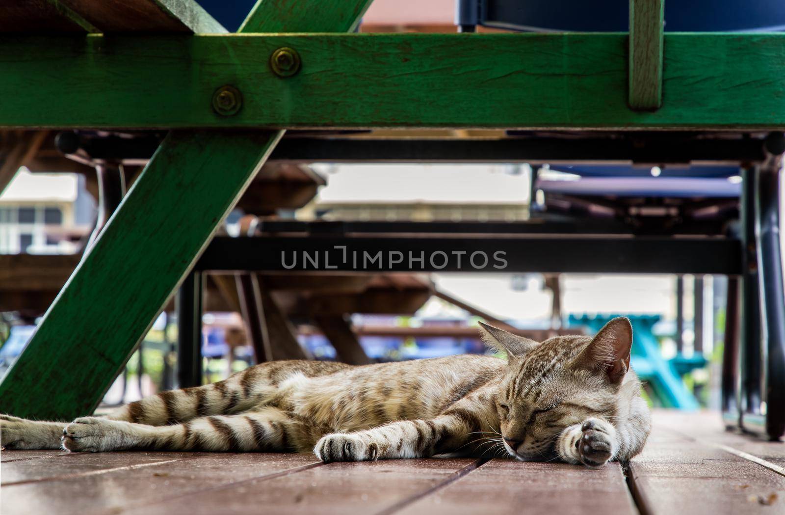 The cute cat sleeping under the green wooden table. Street cat. Selective focus.