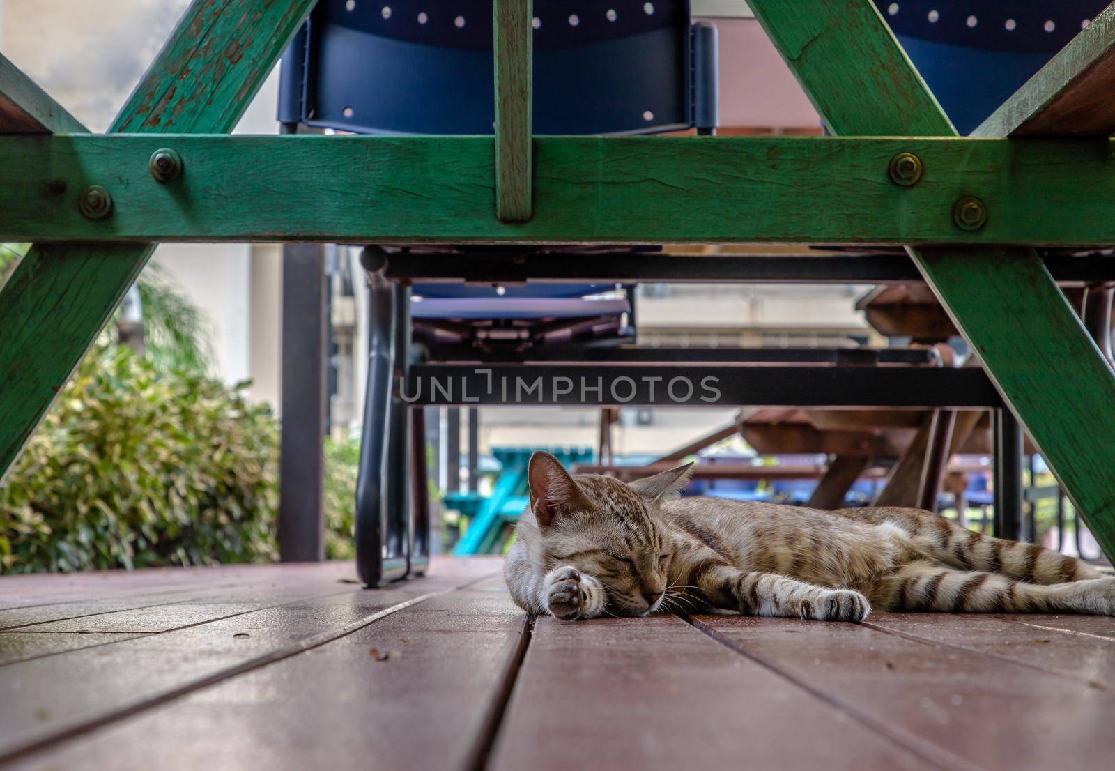 The cute cat sleeping under the green wooden table. Street cat. Selective focus.