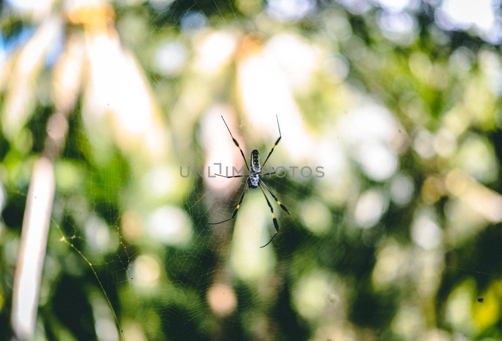 Spider on the net, Costa rica. High quality photo