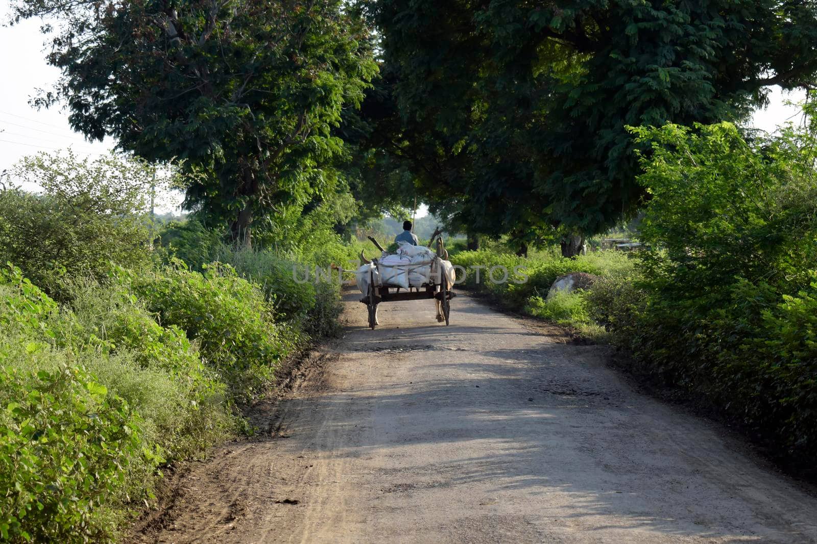 Bhusawal, Maharashtra / India - Feb 13, 2021: Indian farmer riding bullock cart, rural village, waghur Maharashtra, India., View of a carriage with white sacks on a narrow rural road by tabishere