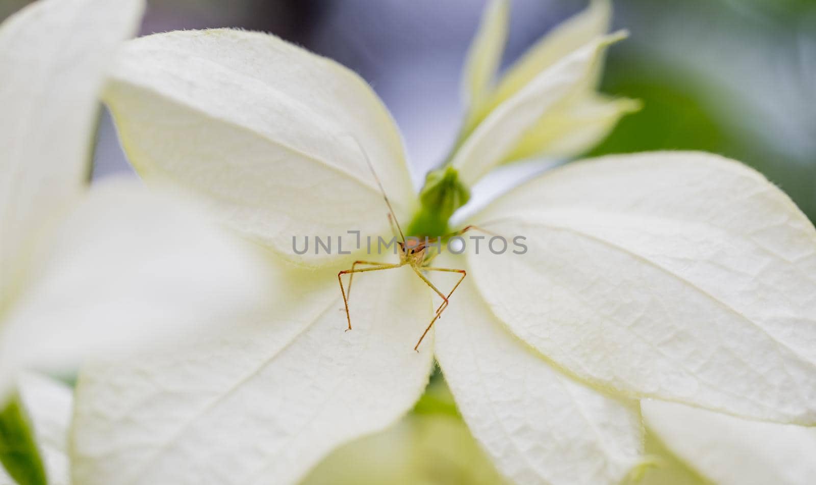 Little bug sitting on flower, macro photography, Costa rica. High quality photo