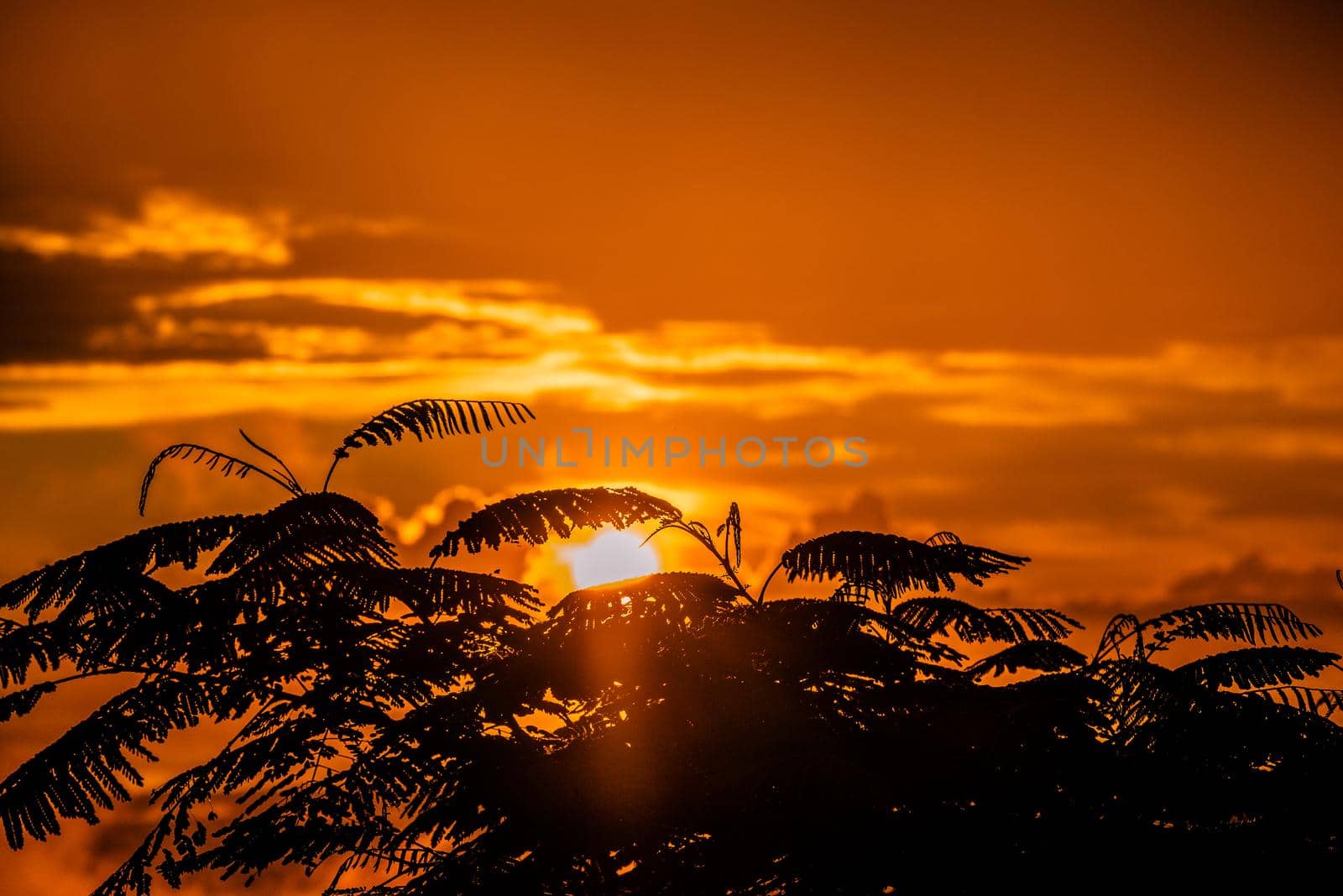 Beautiful photo of sunset behind plam leafs in Costa rica by Esperophoto