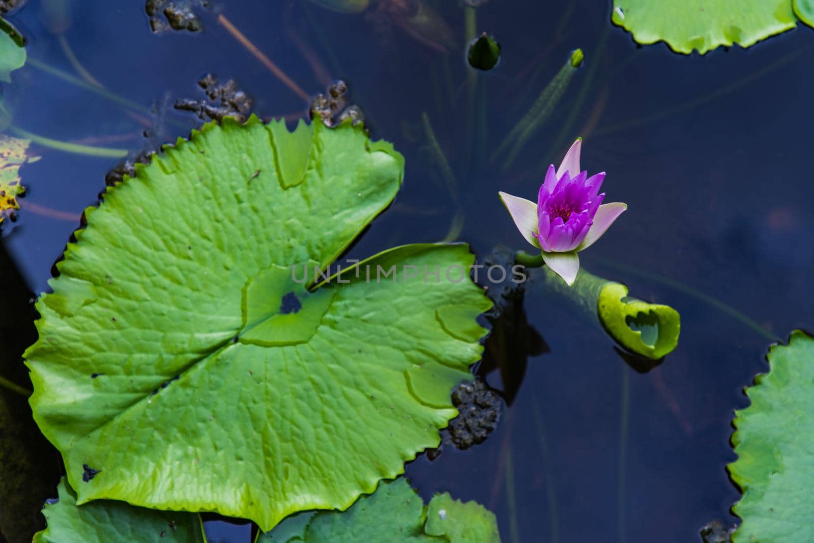 Pink color blooming water lily and lotus flower (Nymphaea alba, Nymphaea lotus) with selective focus on the subject.