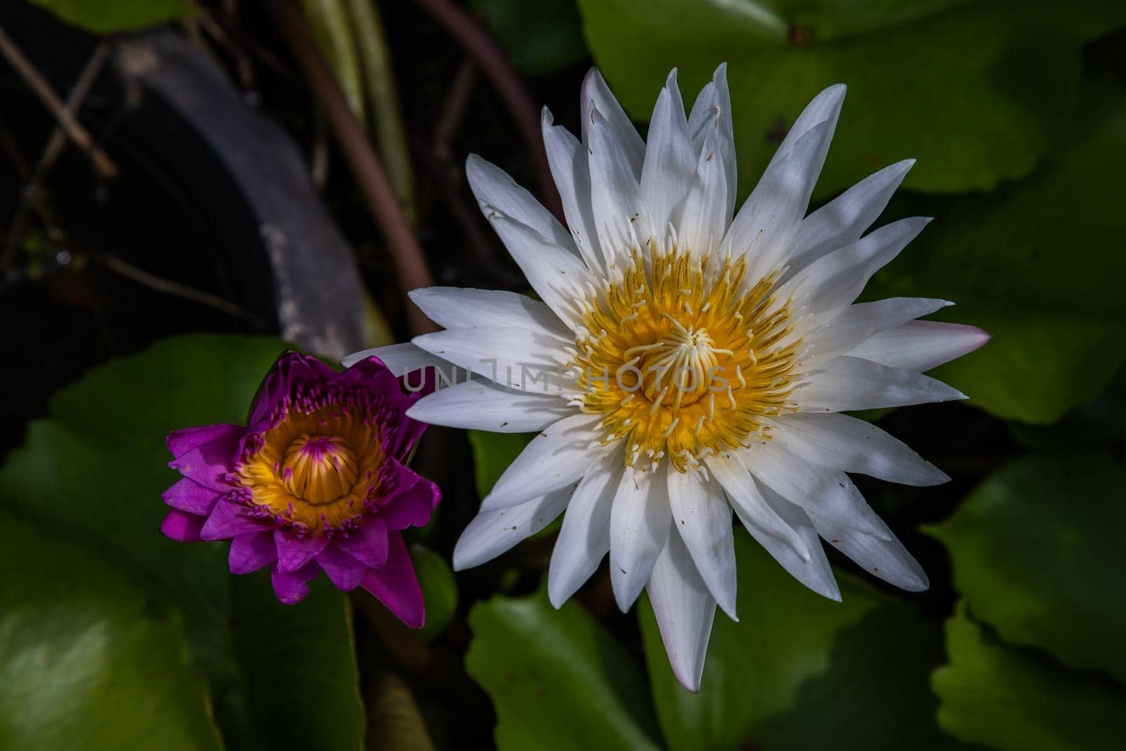 Blooming pink and white fancy waterlily or lotus flower in pond. Selective focus.