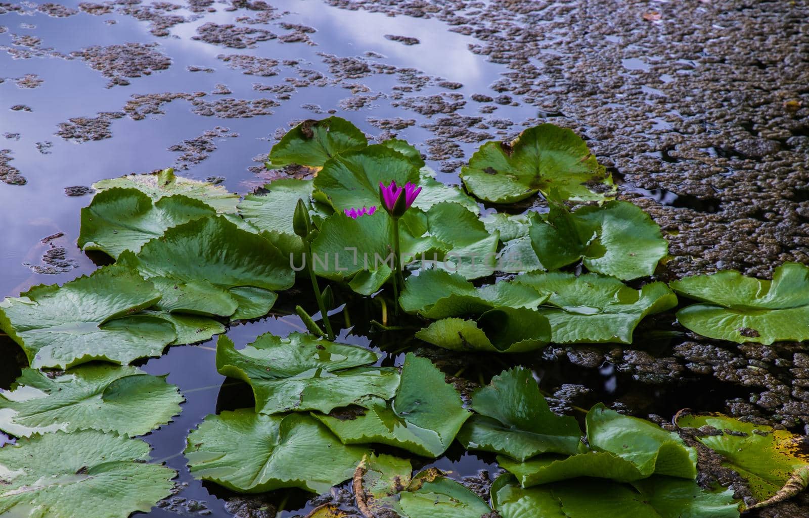 Blooming light pink fancy waterlily or lotus flower in pond. Selective focus.