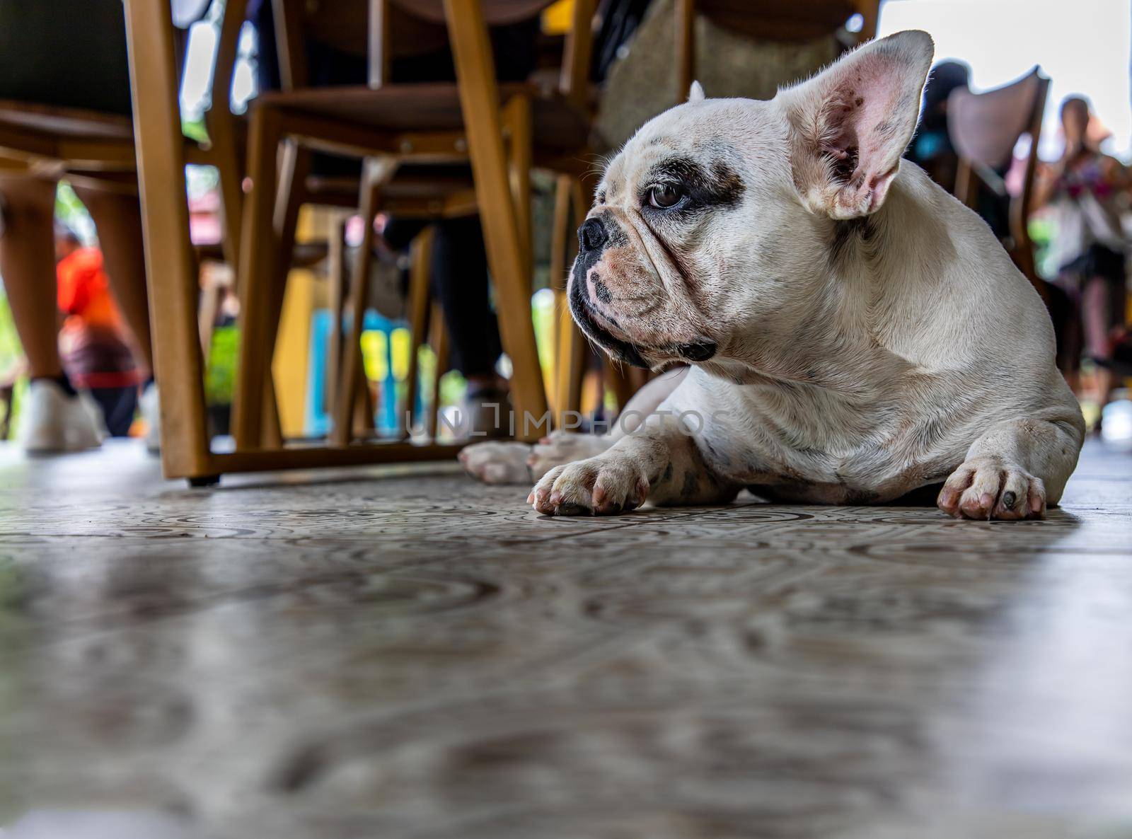 Close-up view of Puppy french bulldog resting and looking to the side with interest.