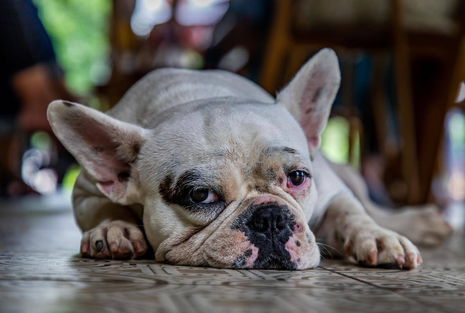 Close-up view of Puppy french bulldog resting and looking and looking at the camera.