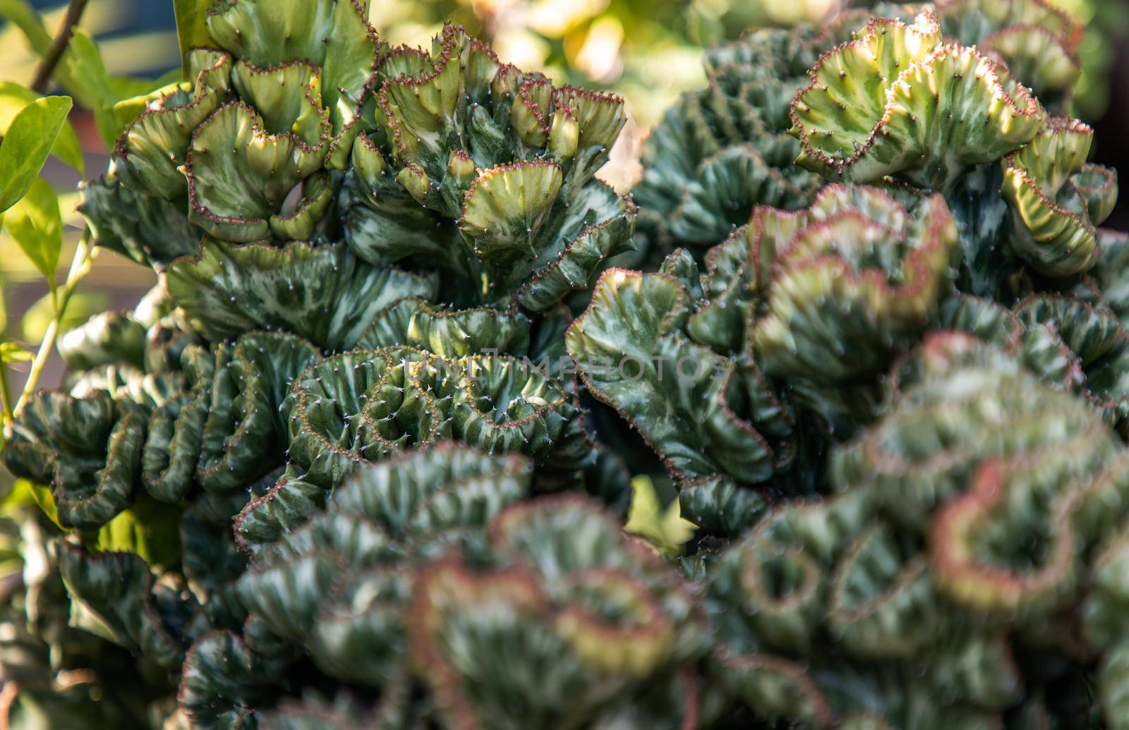 Euphorbia Lactea ‘Cristata’ succulent plant and blurred background at Tropical botanical garden. Selective focus.