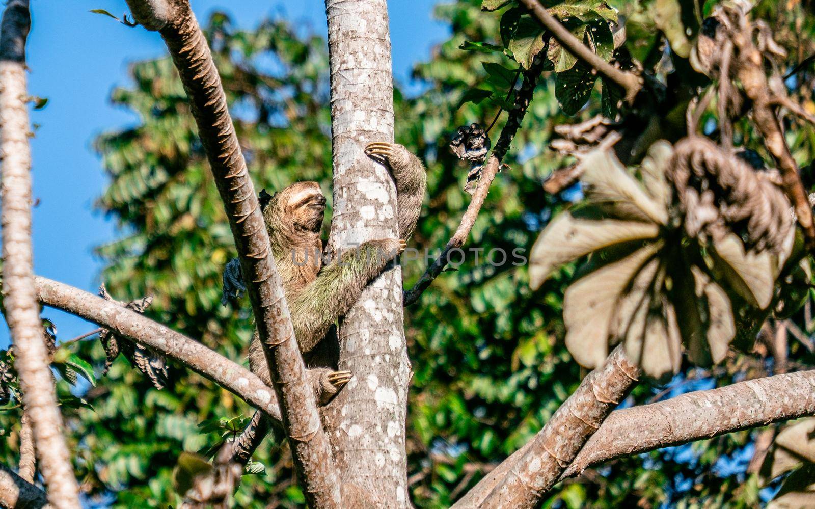 Cute Sloth on the tree - Costa rica by Esperophoto