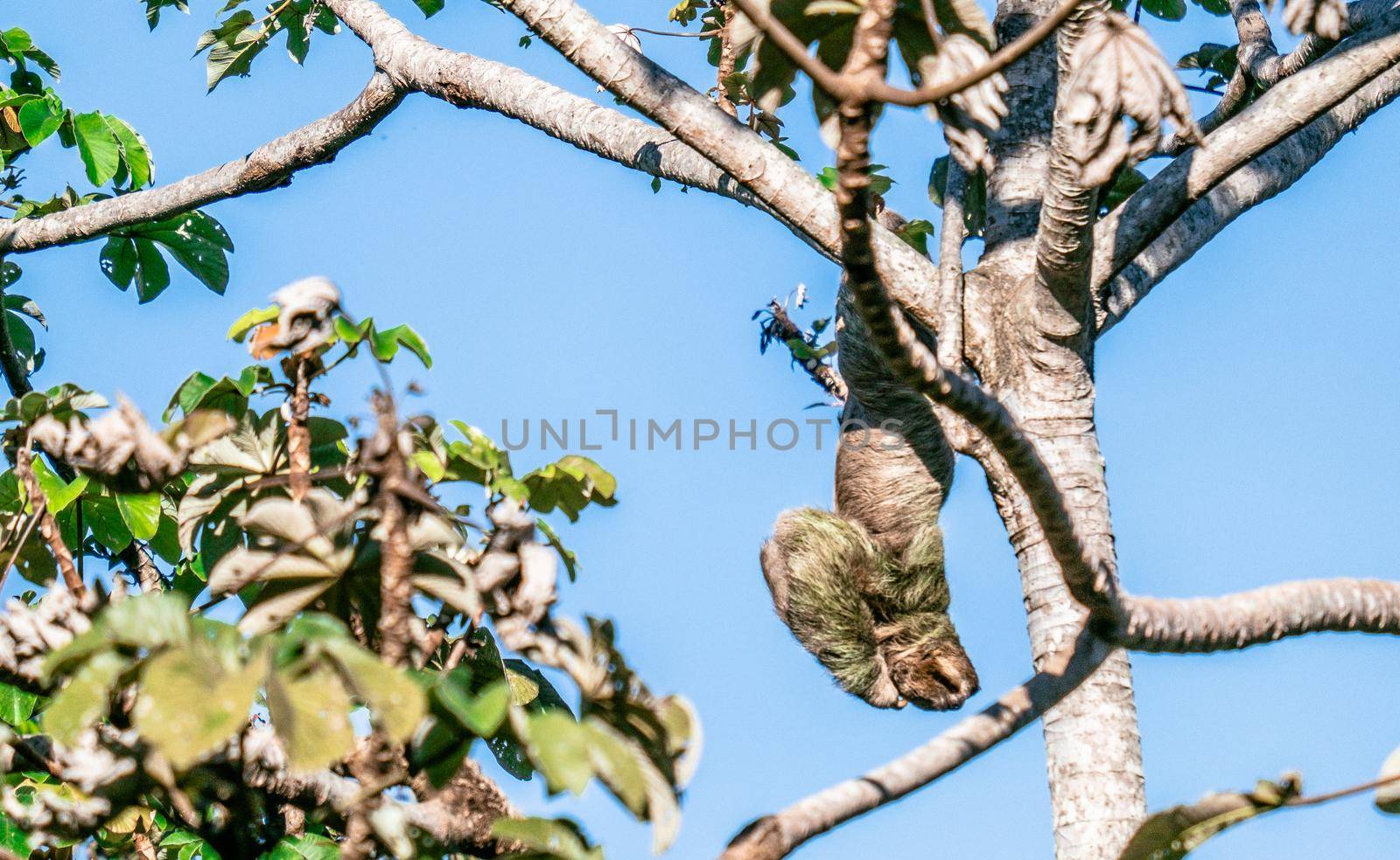 Cute Sloth on the tree - Costa rica. High quality photo