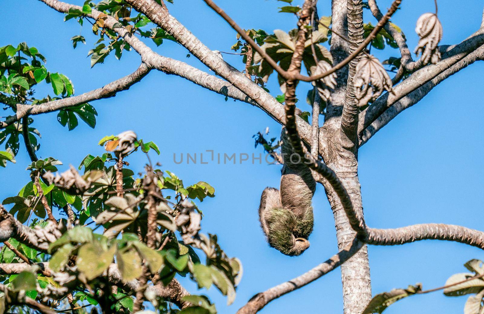 Cute Sloth on the tree - Costa rica. High quality photo