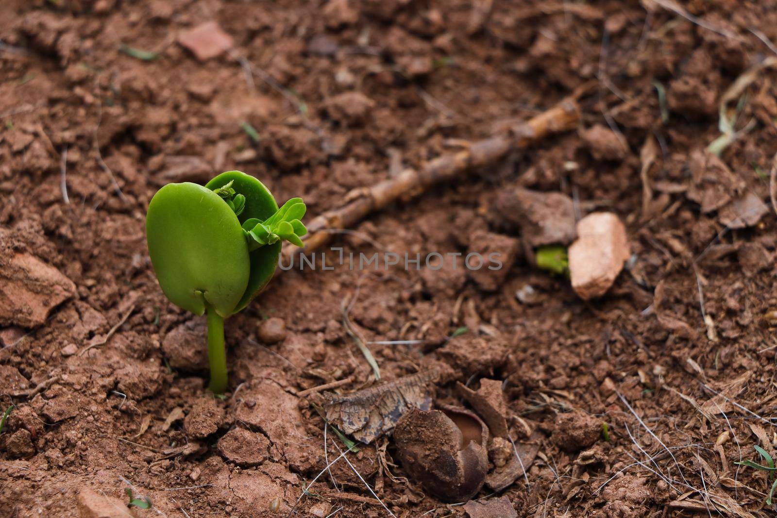 Sprouting sweet thorn acacia tree (Vachellia karroo) in rough soil, Pretoria, South Africa