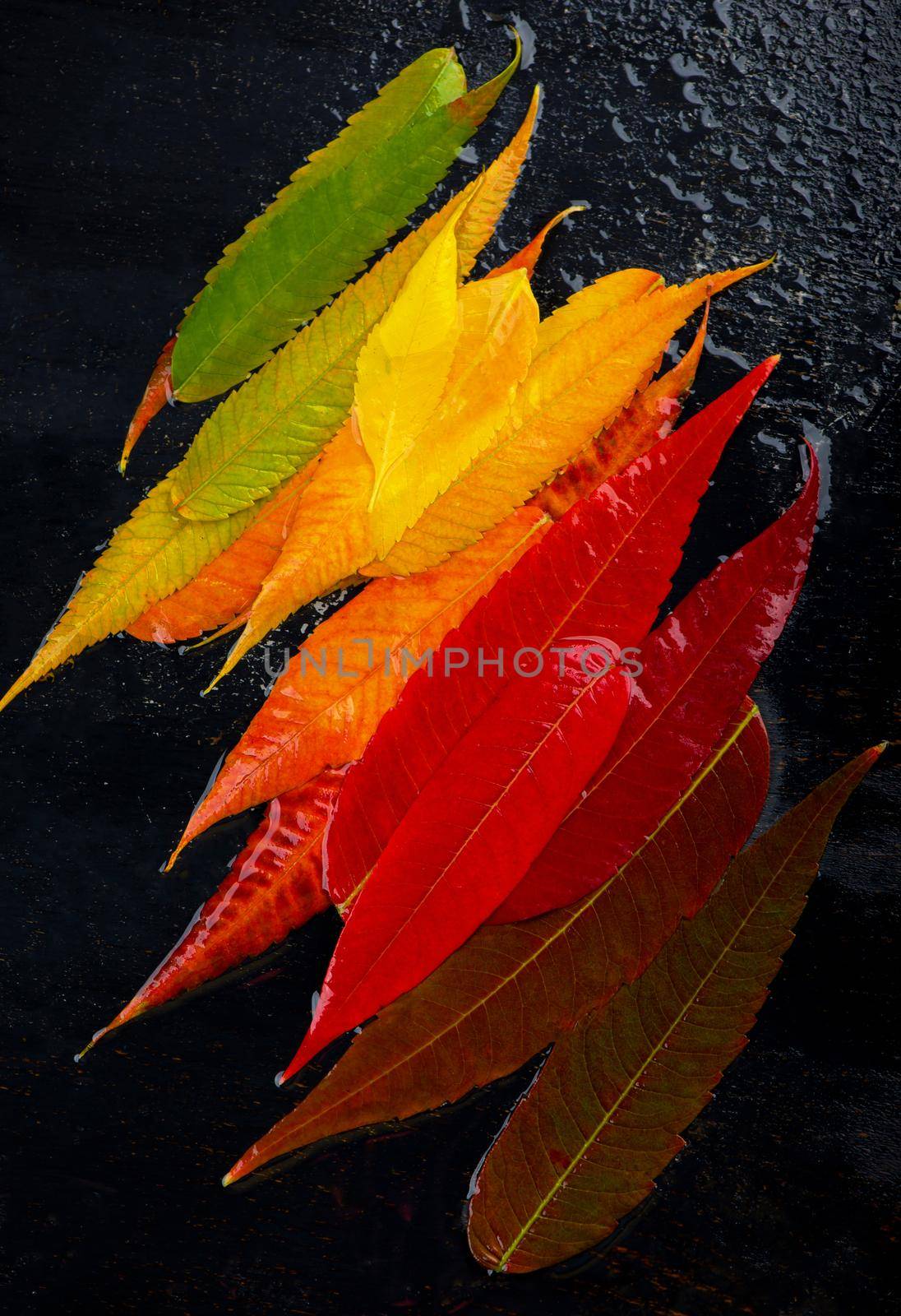 colorful fall leaf background. autumn leaves palette