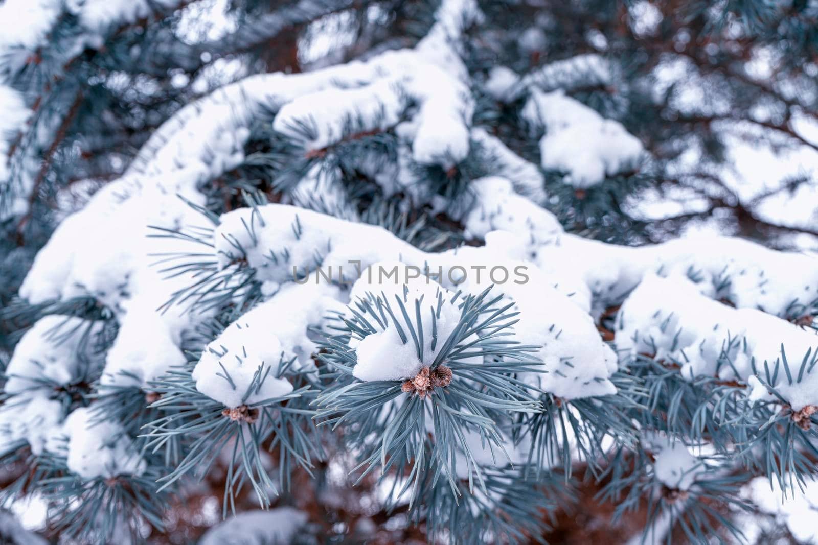 pine branch with a cone close up against the blue sky. High quality photo