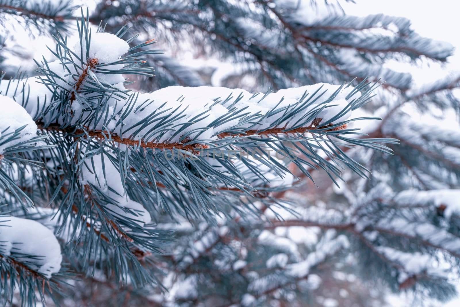 pine branch with a cone close up against the blue sky. High quality photo