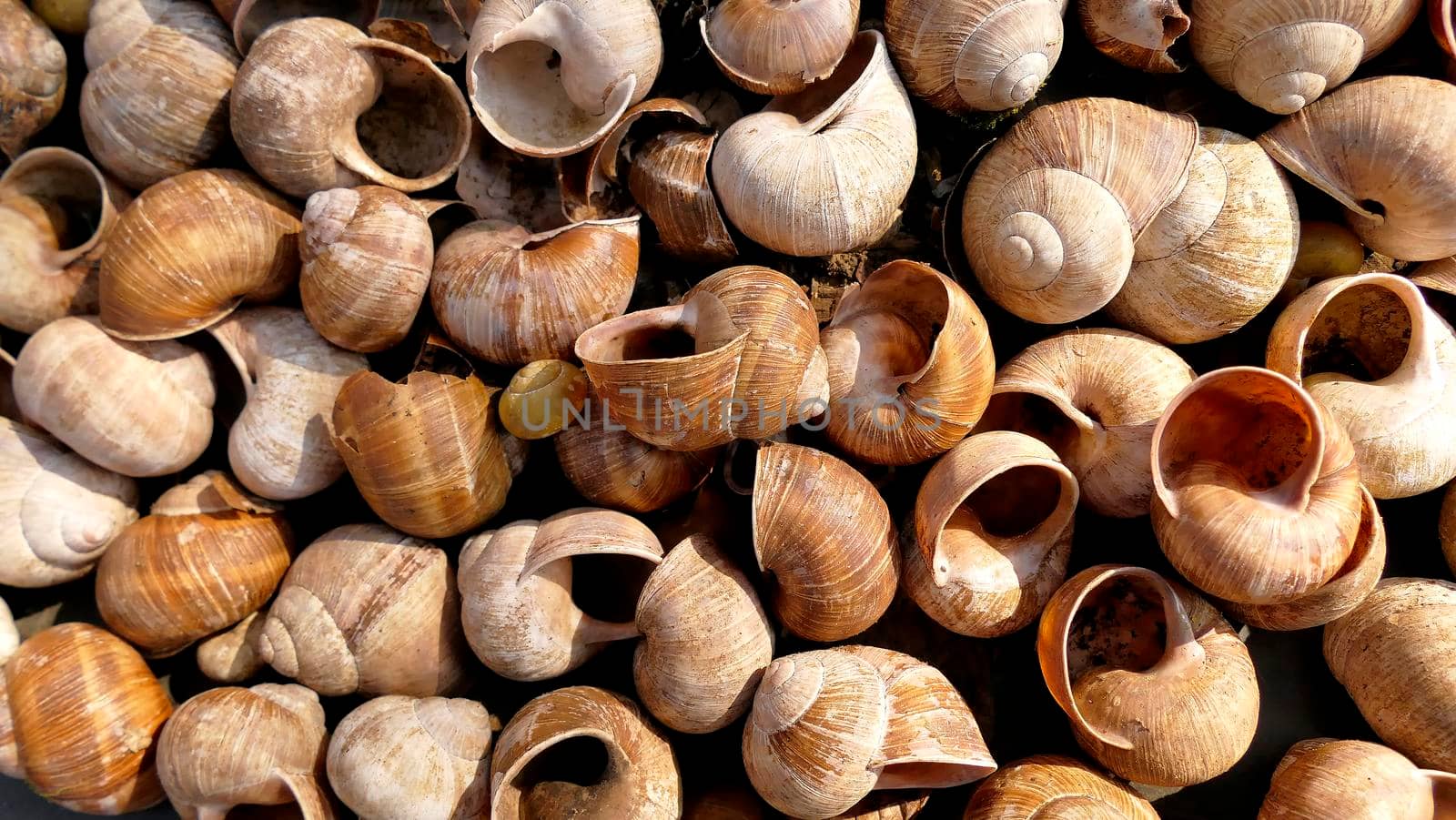 heap of Burgundy snail shells by Jochen