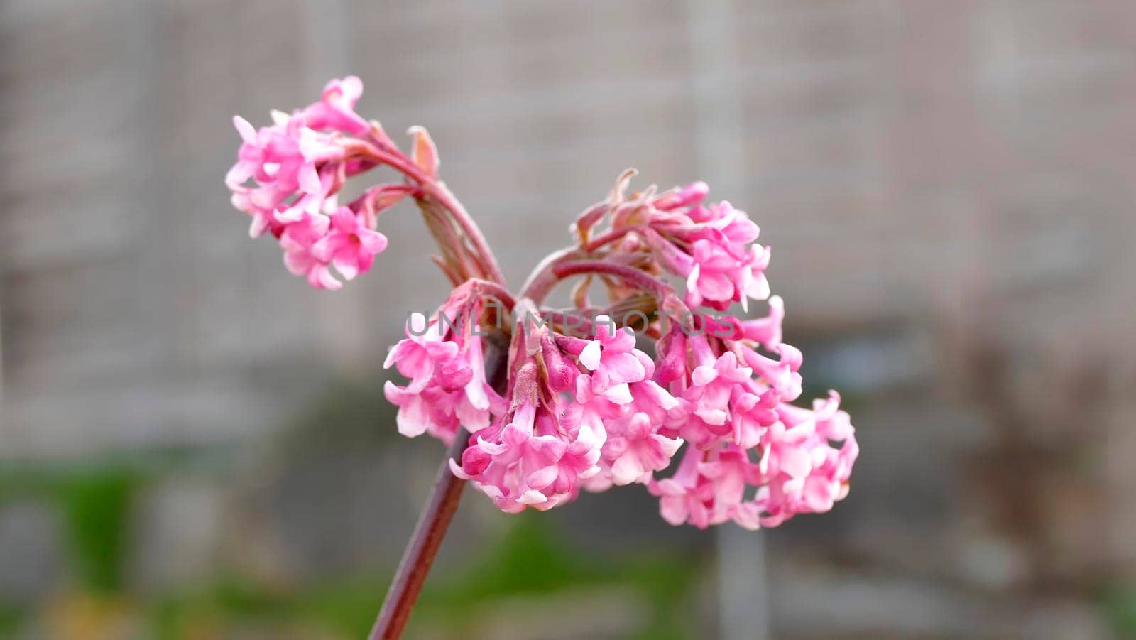 Bodnant viburnum with flower in a garden in early spring by Jochen