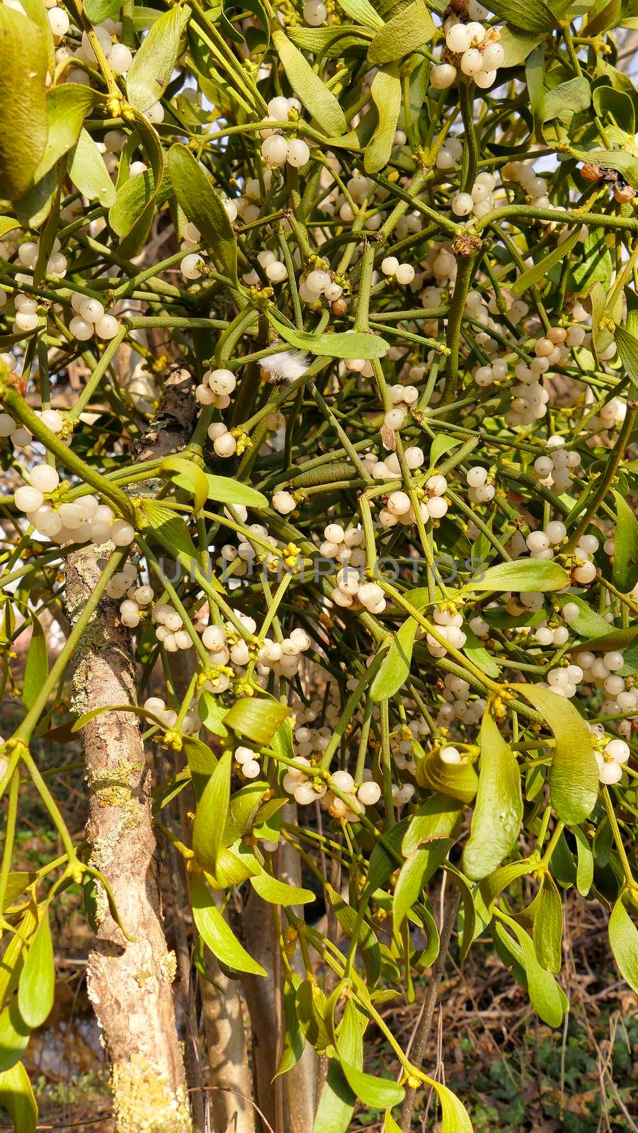 mistletoe with ripe berries by Jochen