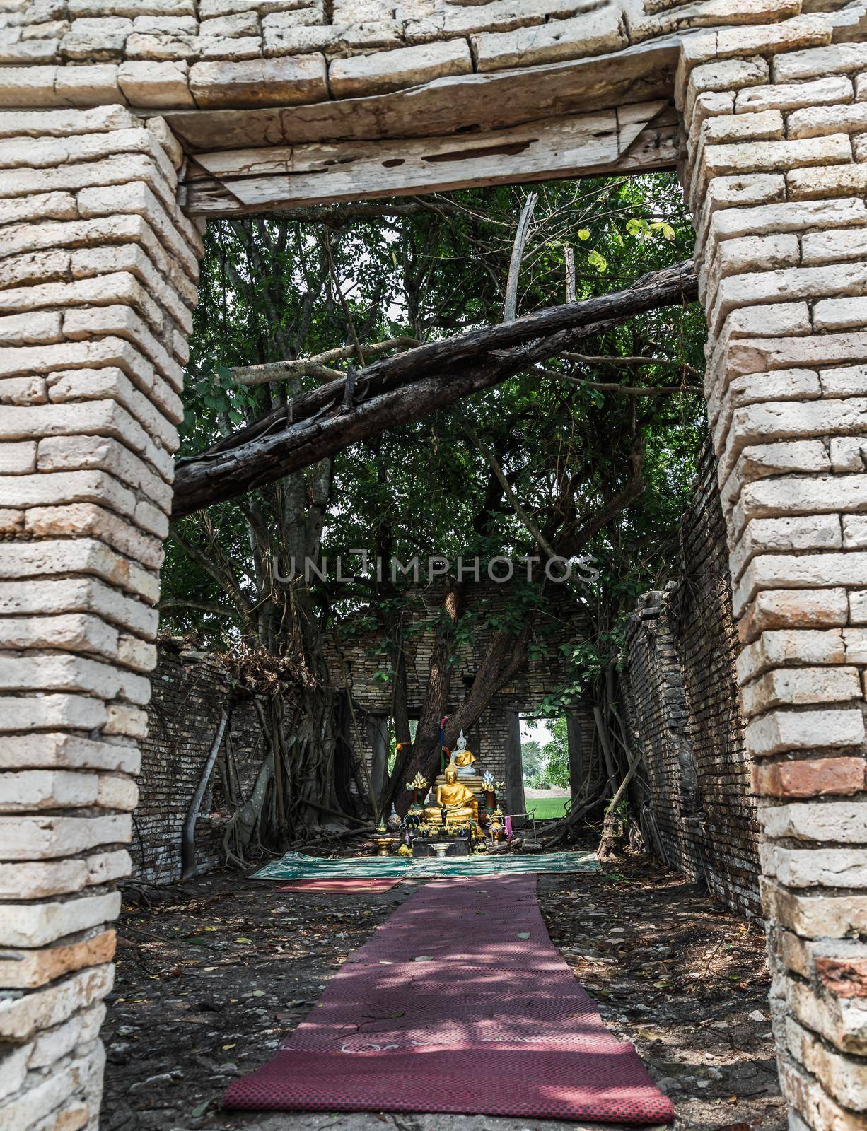 Nakhon Nayok, Thailand - Mar 21, 2020 : Many big tree roots covering The ancient church without roof inside there is a Buddha statue at The ancient of a 200 year old church. Wat Pah Krathum. No focus, specifically.