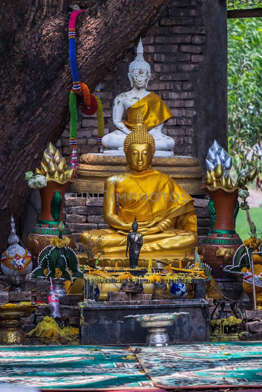 Nakhon Nayok, Thailand - Mar 21, 2020 : Many big tree roots covering The ancient church without roof inside there is a Buddha statue at The ancient of a 200 year old church. Wat Pah Krathum. Selective focus.