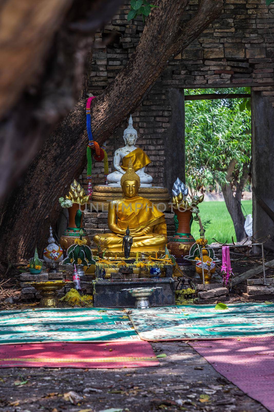 Nakhon Nayok, Thailand - Mar 21, 2020 : Many big tree roots covering The ancient church without roof inside there is a Buddha statue at The ancient of a 200 year old church. Wat Pah Krathum. Selective focus.