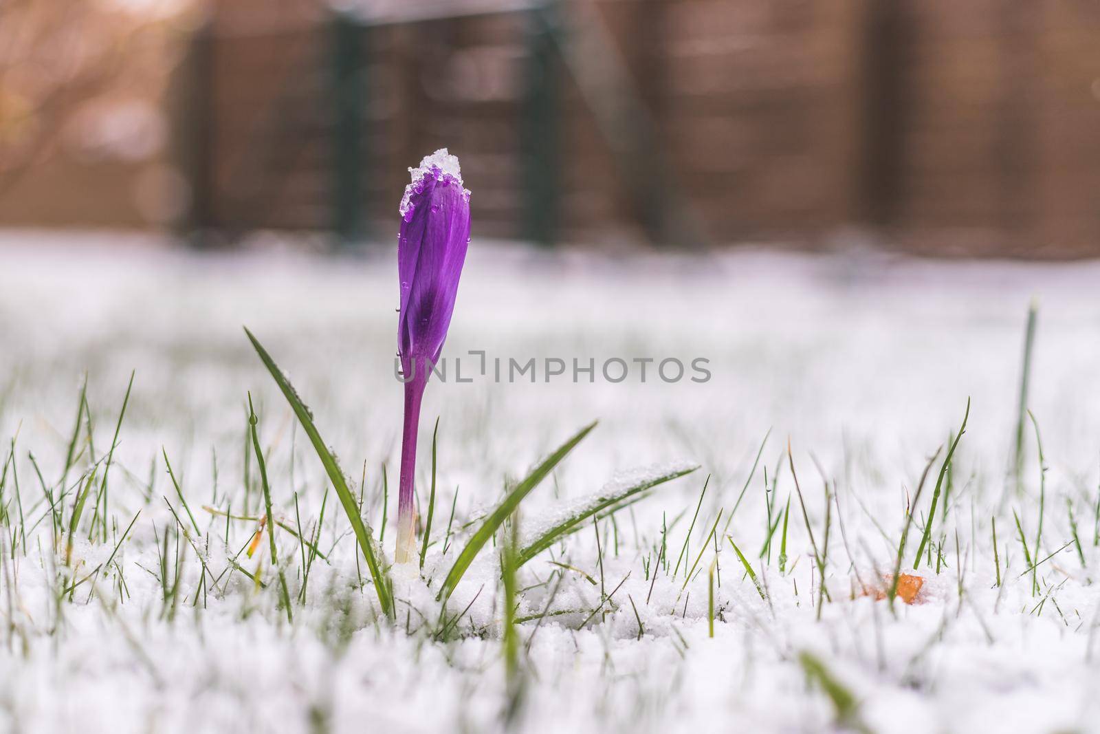 Snowy springtime in the front yard. Crocus spring flowers in the snow by Daxenbichler