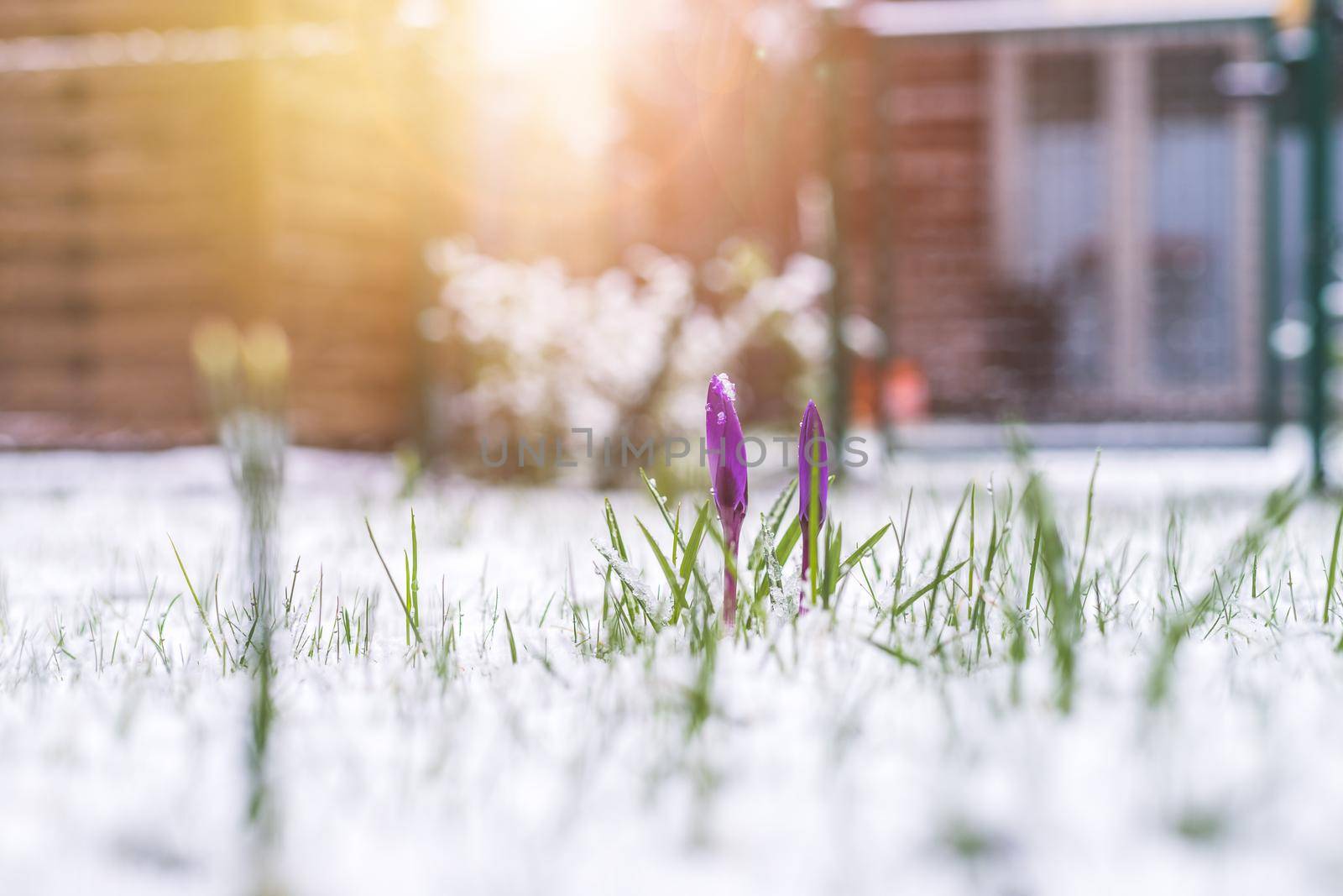 Snowy spring flowers in the front yard. Crocus in spring time.