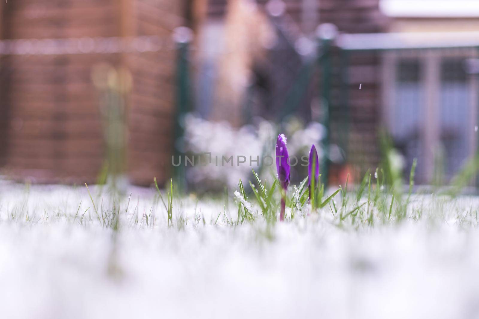 Snowy spring flowers in the front yard. Crocus in spring time.