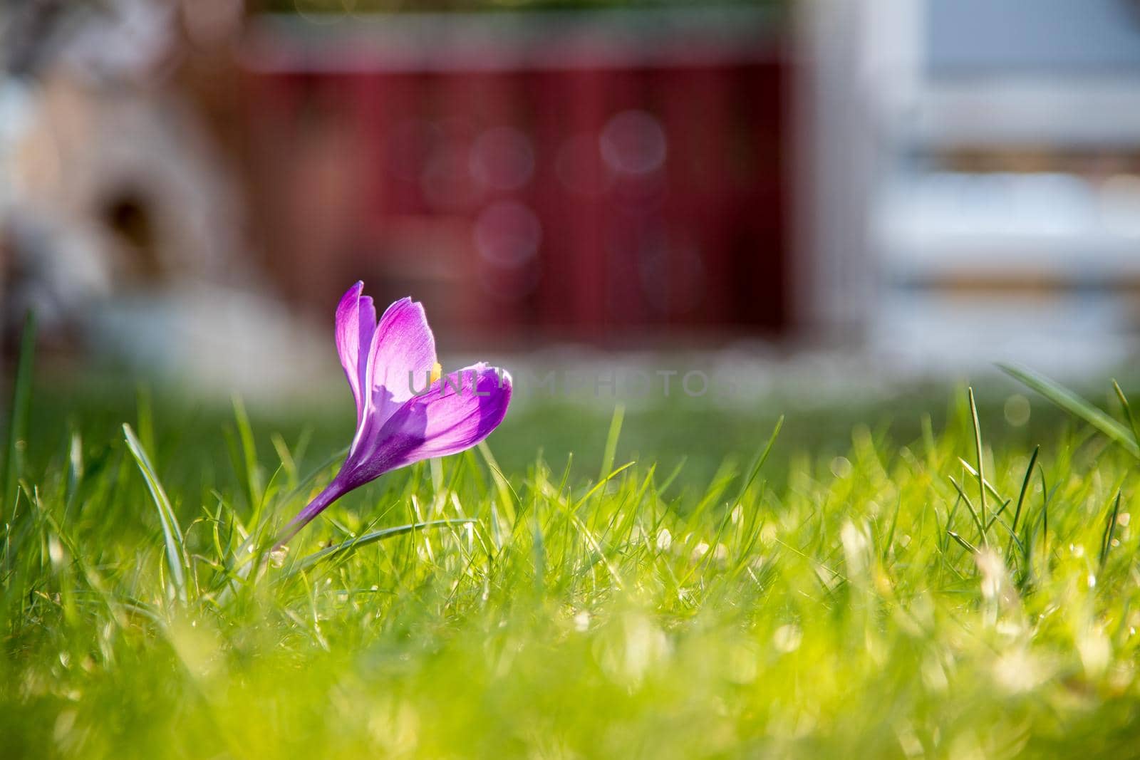 Spring flowers in the front yard. Crocus in spring time. Copy space, ideal for postcard.