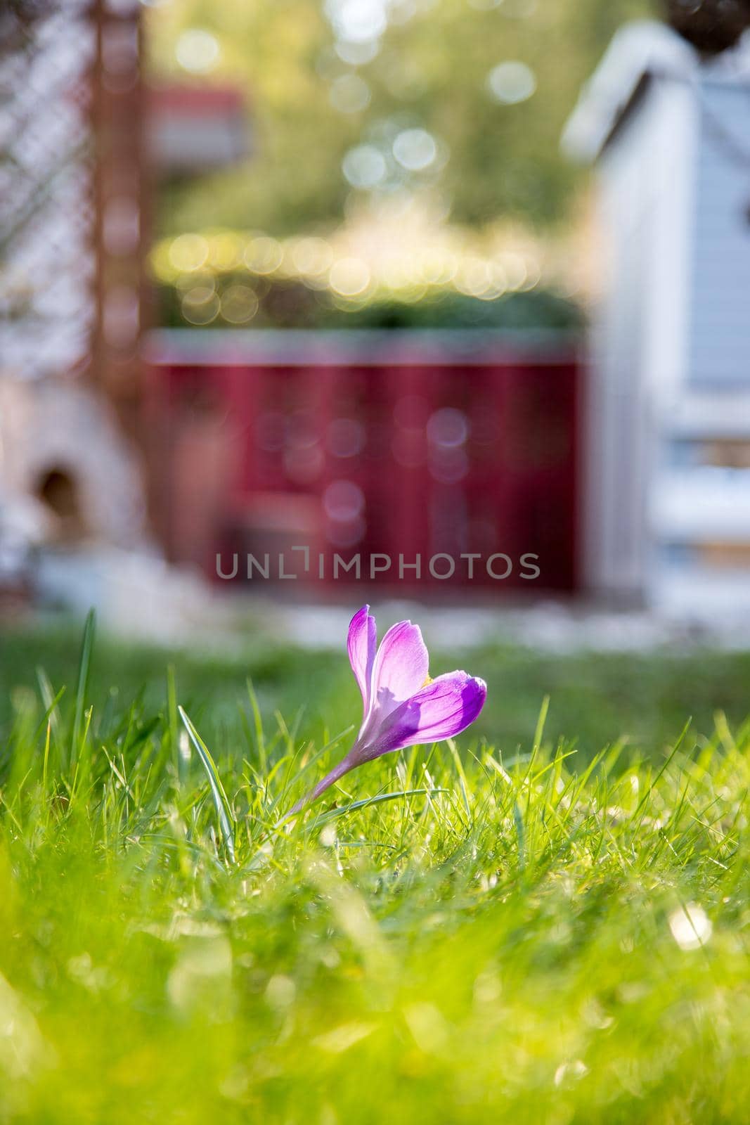 Springtime in the front yard. Spring flowers in sunlight, outdoor nature, postcard. by Daxenbichler