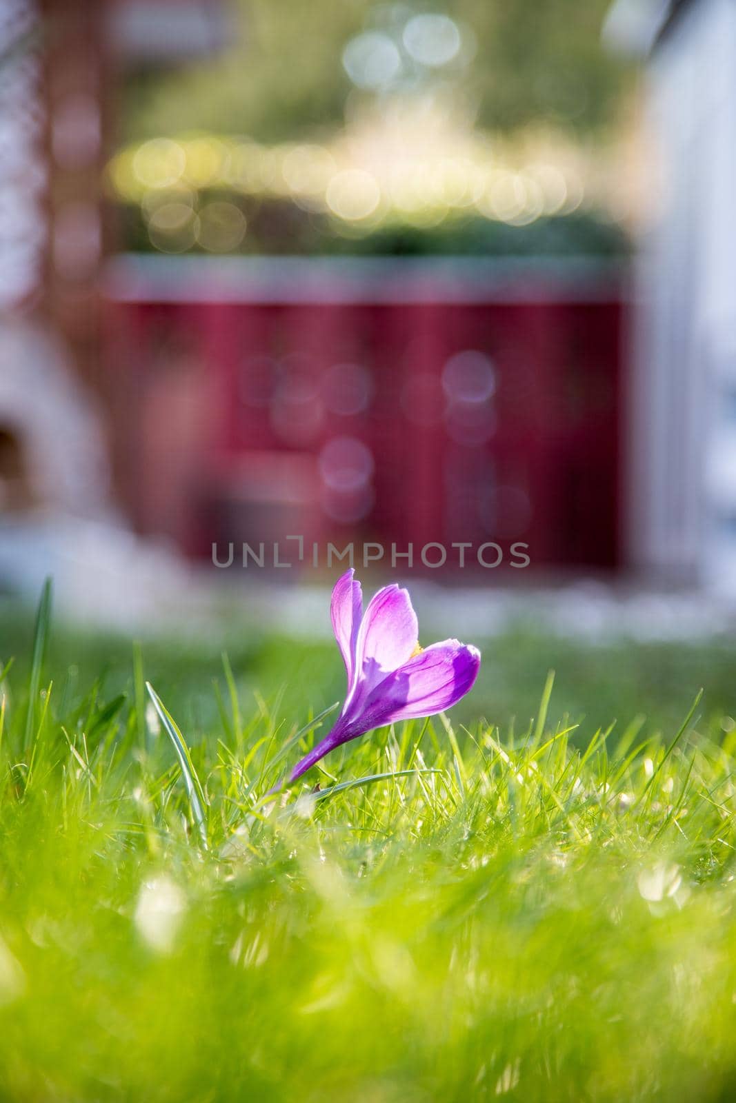 Spring flowers in the front yard. Crocus in spring time. Copy space, ideal for postcard.