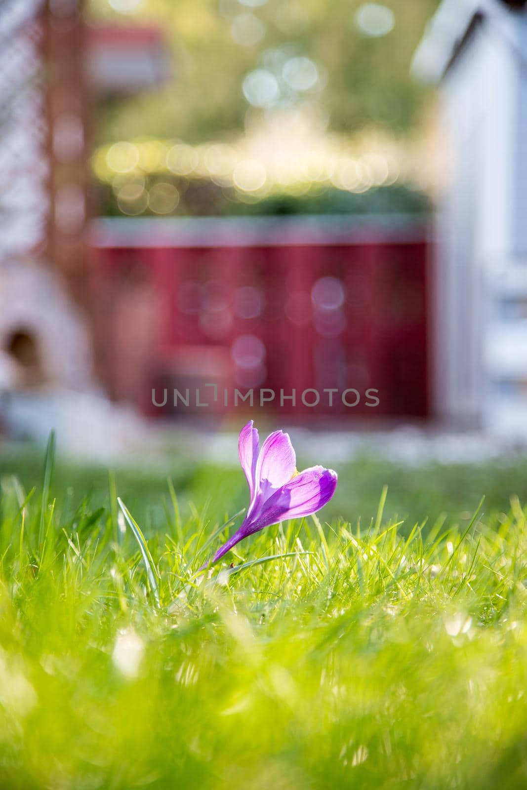 Spring flowers in the front yard. Crocus in spring time. Copy space, ideal for postcard.