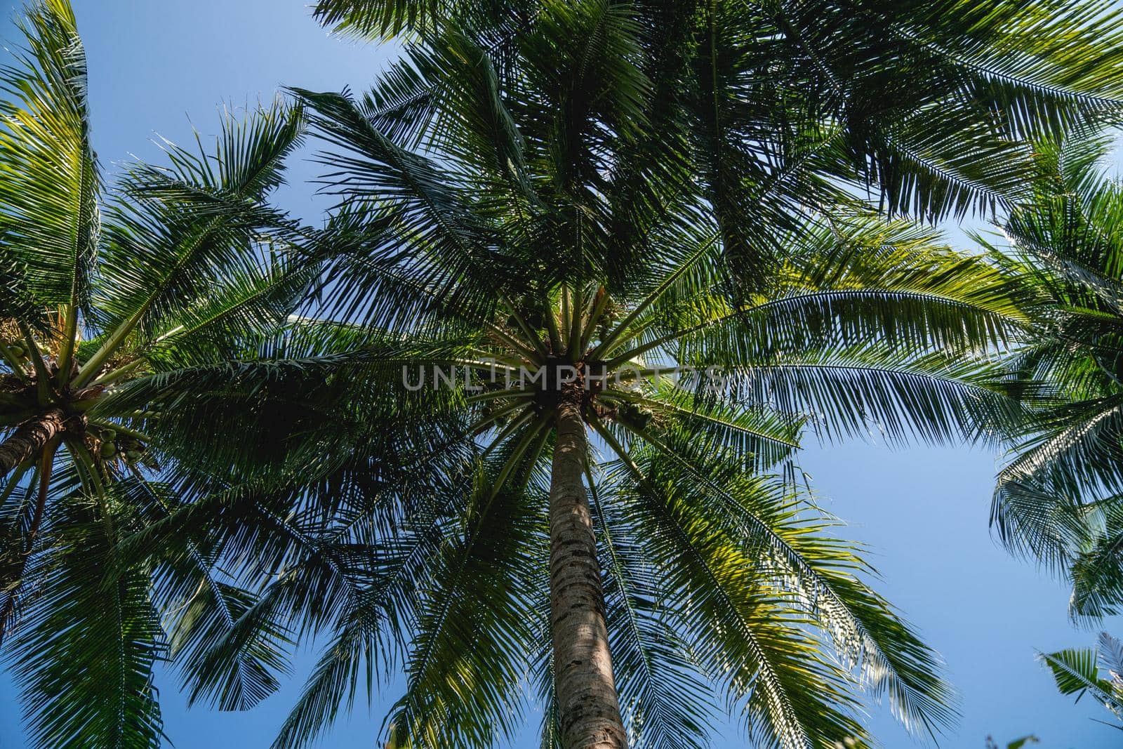 Branches of coconut palms under blue sky. by sirawit99