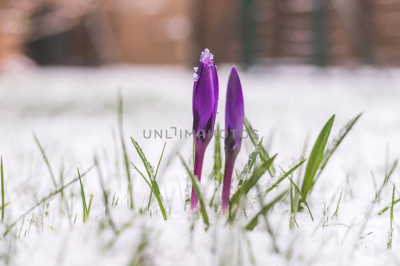 Snowy spring flowers in the front yard. Crocus in spring time.