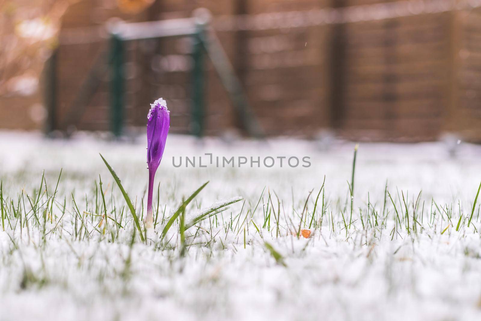 Snowy spring flowers in the front yard. Crocus in spring time.