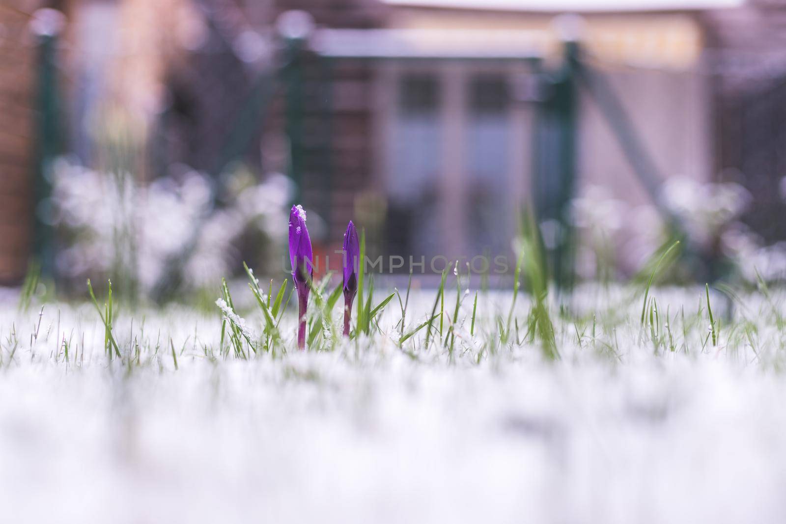 Snowy spring flowers in the front yard. Crocus in spring time.