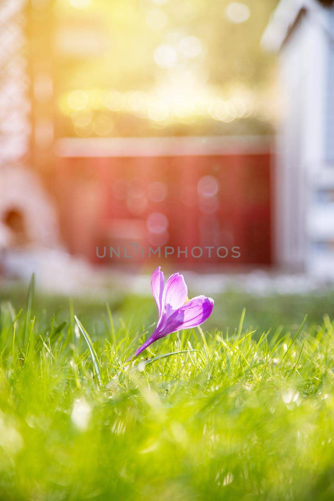 Spring flowers in the front yard. Crocus in spring time. Copy space, ideal for postcard.