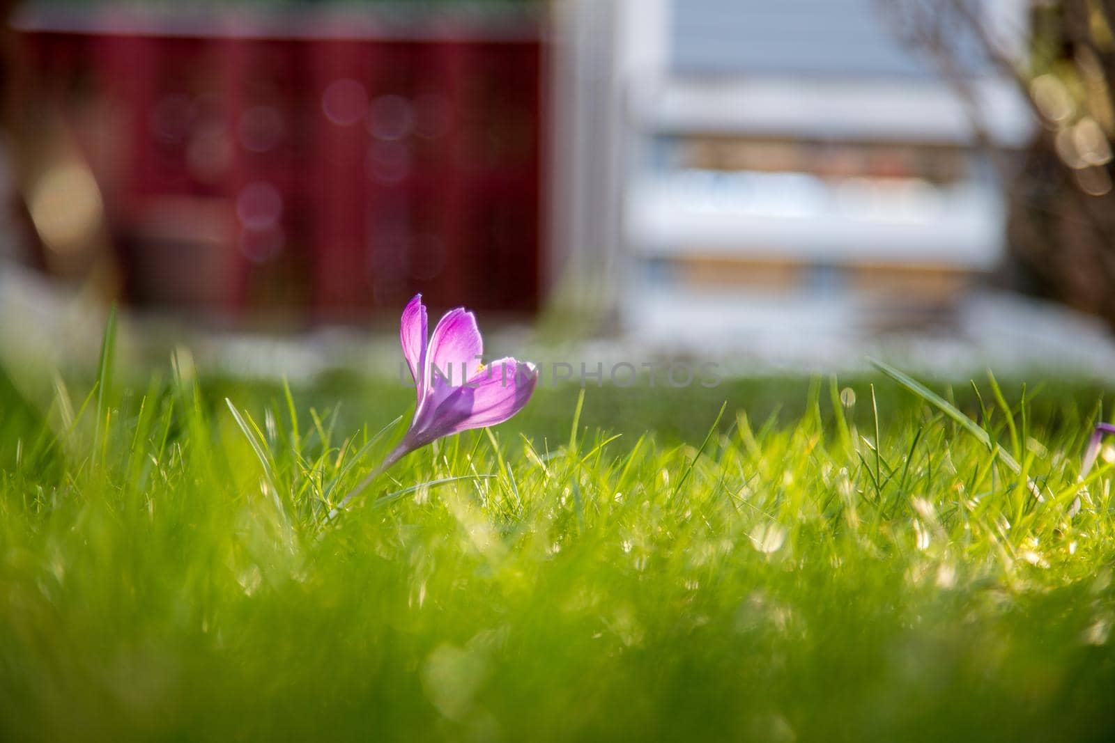 Spring flowers in the front yard. Crocus in spring time. Copy space, ideal for postcard.