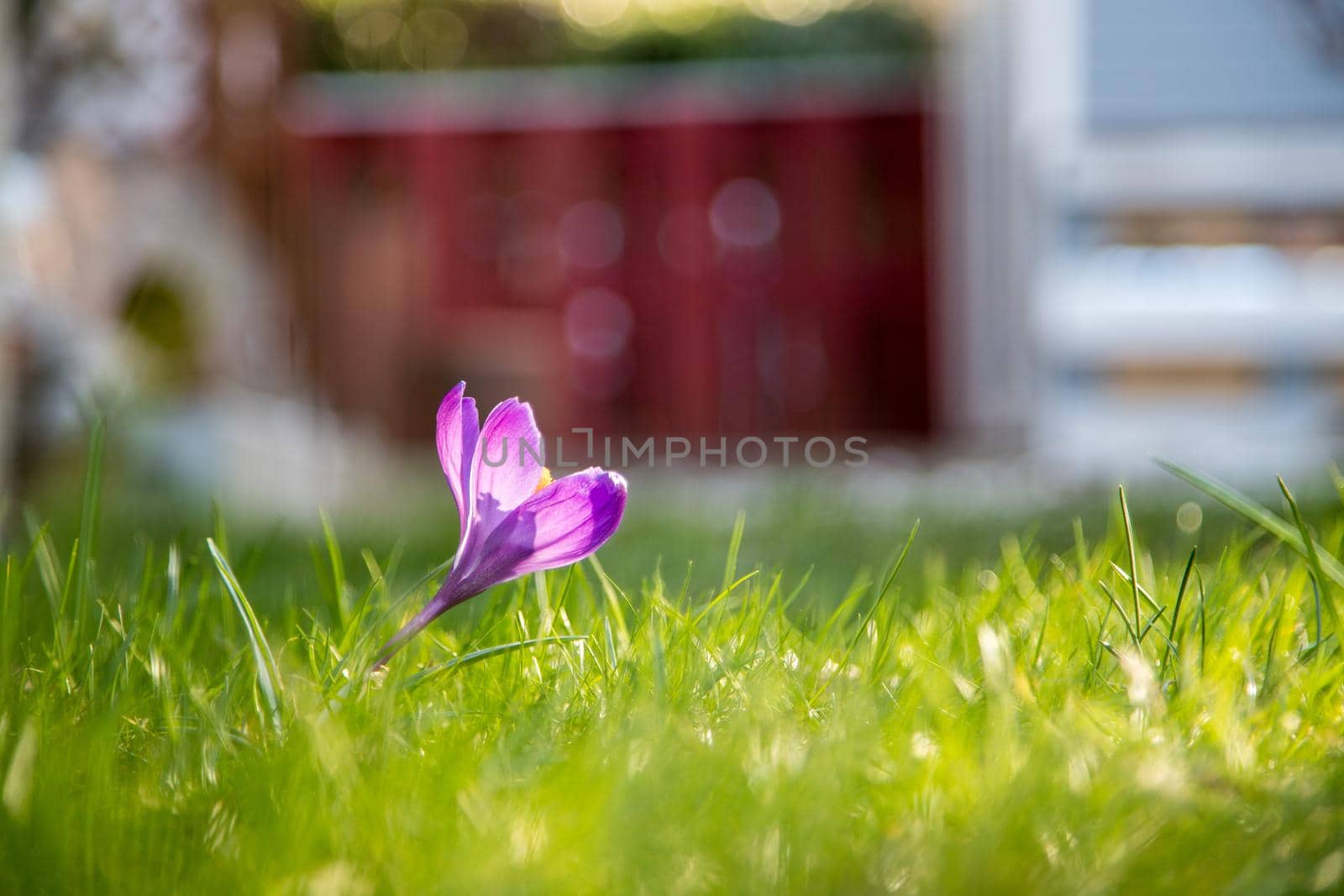 Spring flowers in the front yard. Crocus in spring time. Copy space, ideal for postcard.