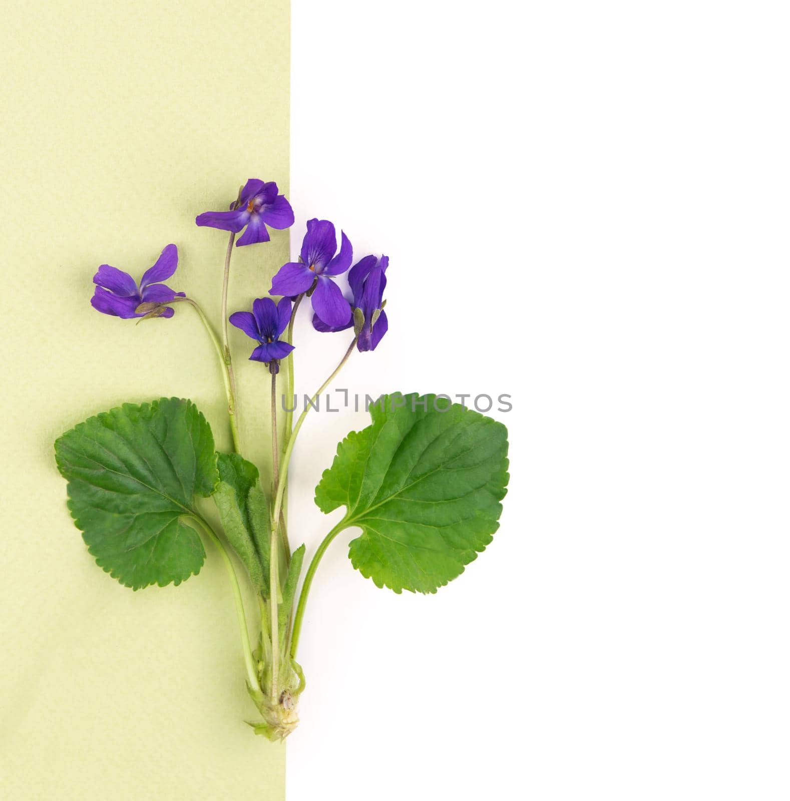 Vintage romantic background with old book, violet flowers against white background and copy space. by aprilphoto