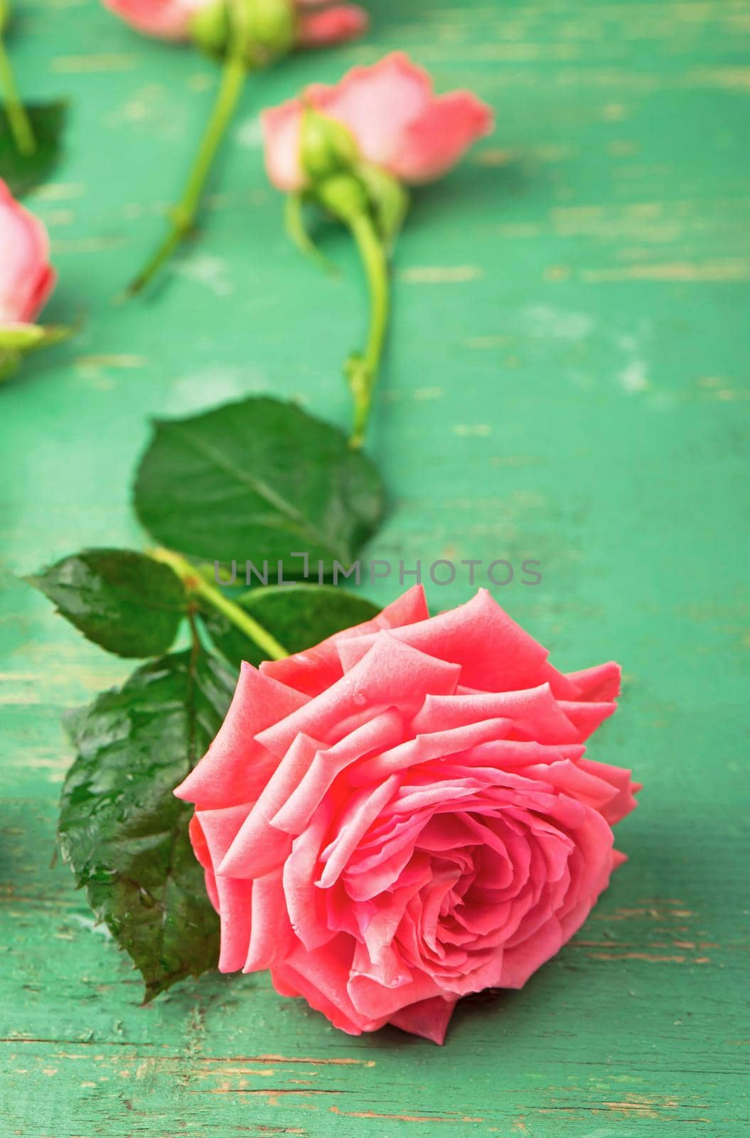 Romantic floral frame background Pink roses on wooden background. by aprilphoto
