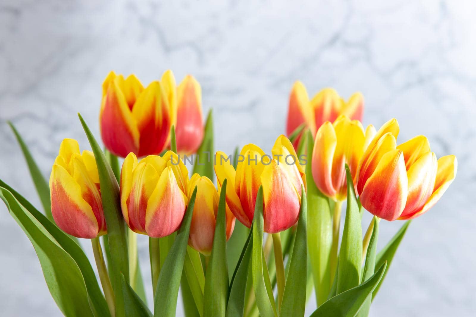 Bouquet with yellow red tulips against a grey marbled background