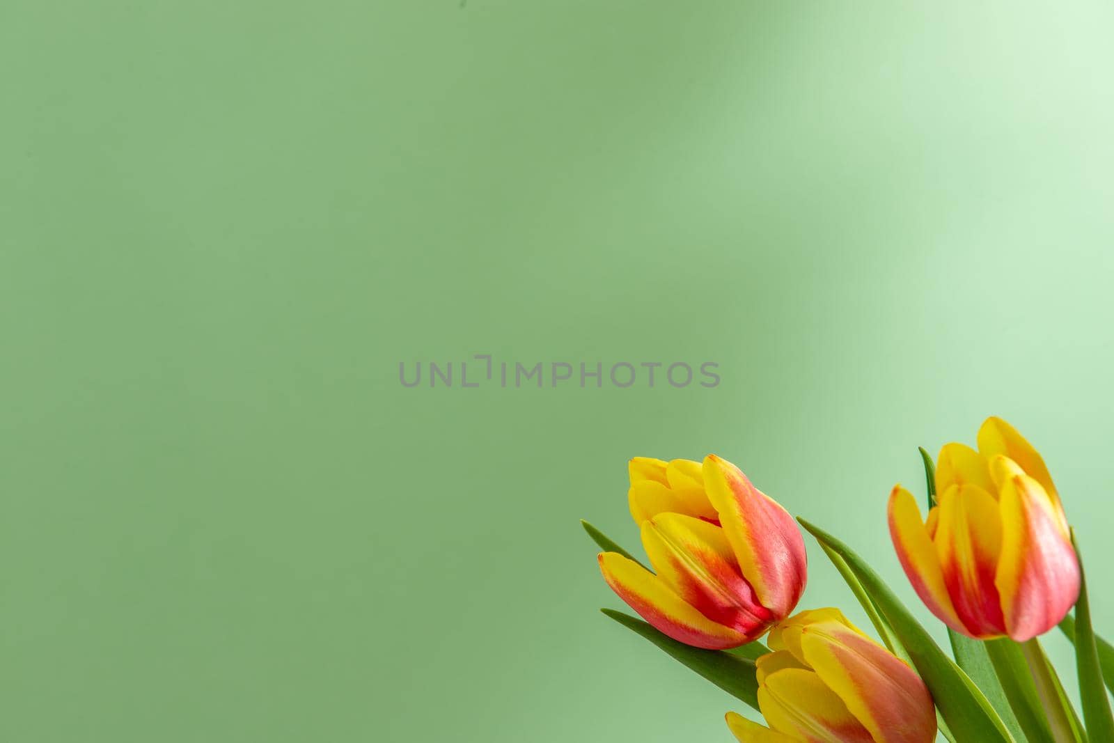 Bouquet with yellow red tulips against a light green background