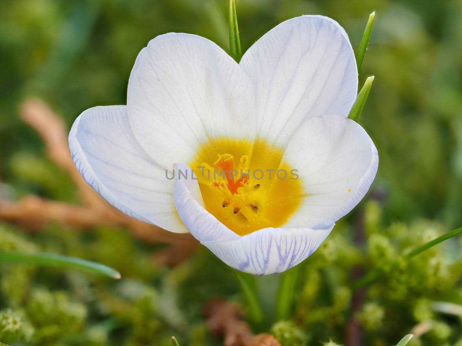 Close-up of white primrose blossom in a meadow in spring