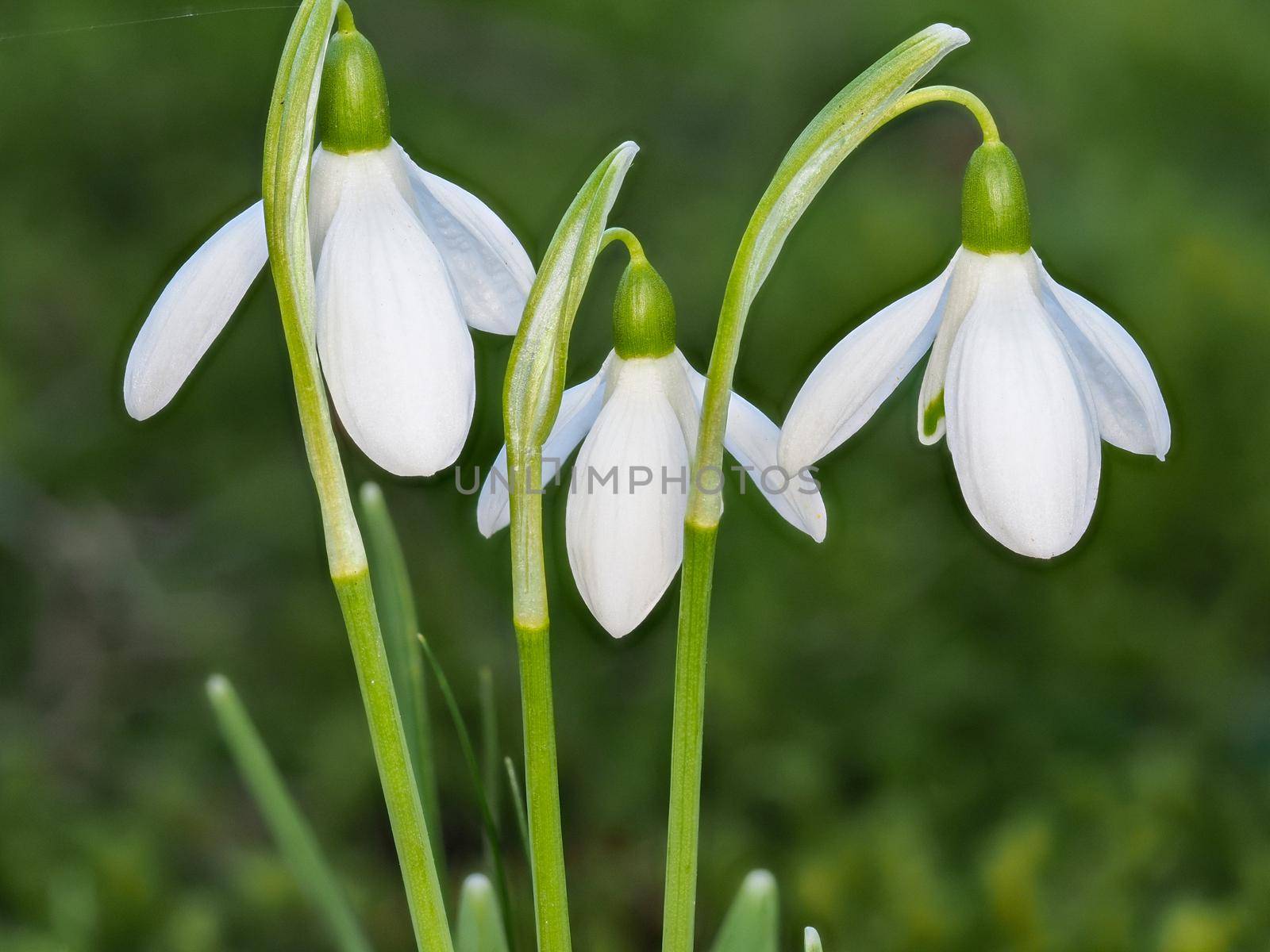 Close-up of three snowdrops in a meadow by reinerc