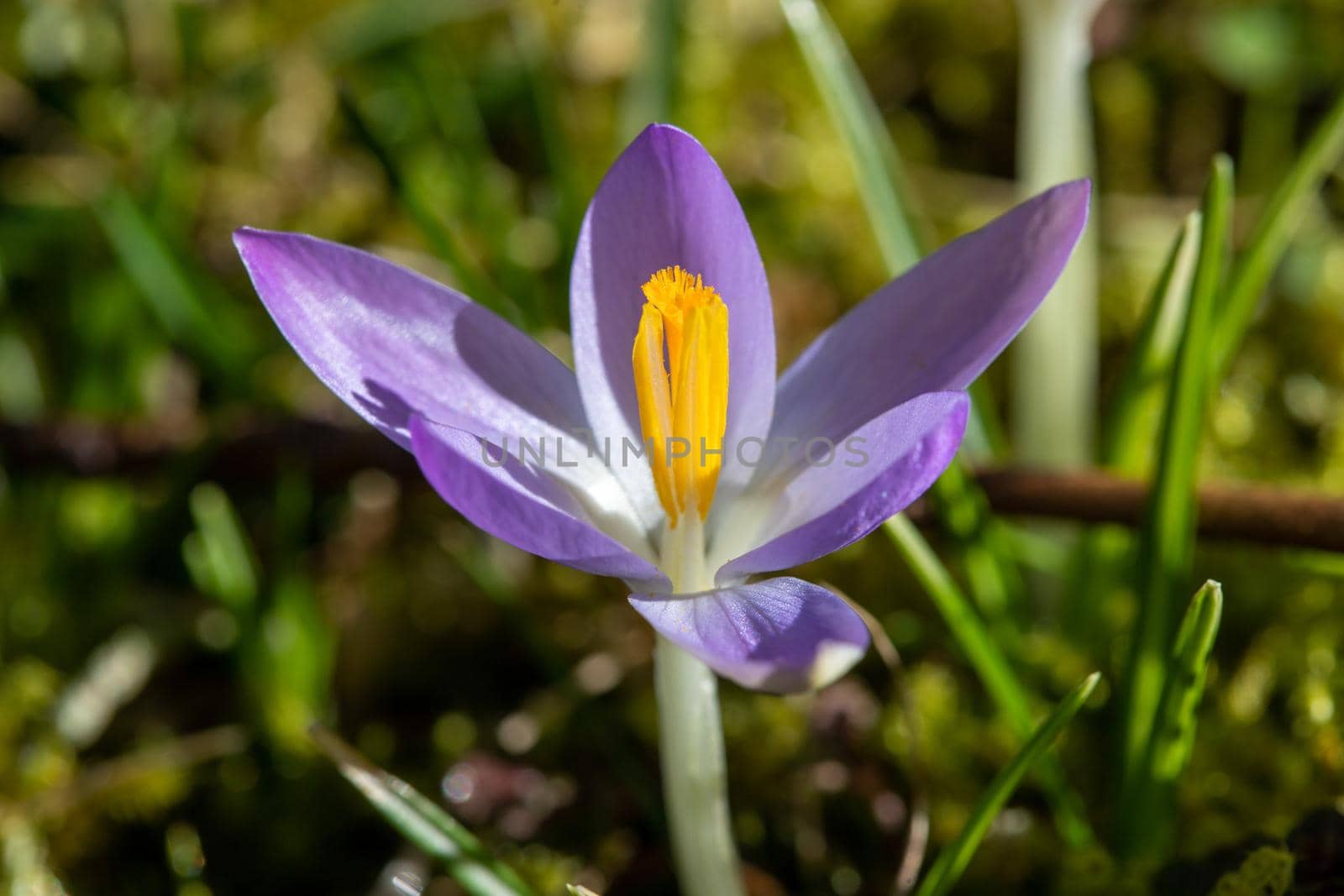 Close-up of purple crocus in bloom in a meadow in spring